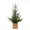 Goodwill - PINE TREE IN POT - 66 cm - SP 20625