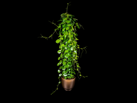 Cissus Rotundifolia