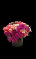 Orchids