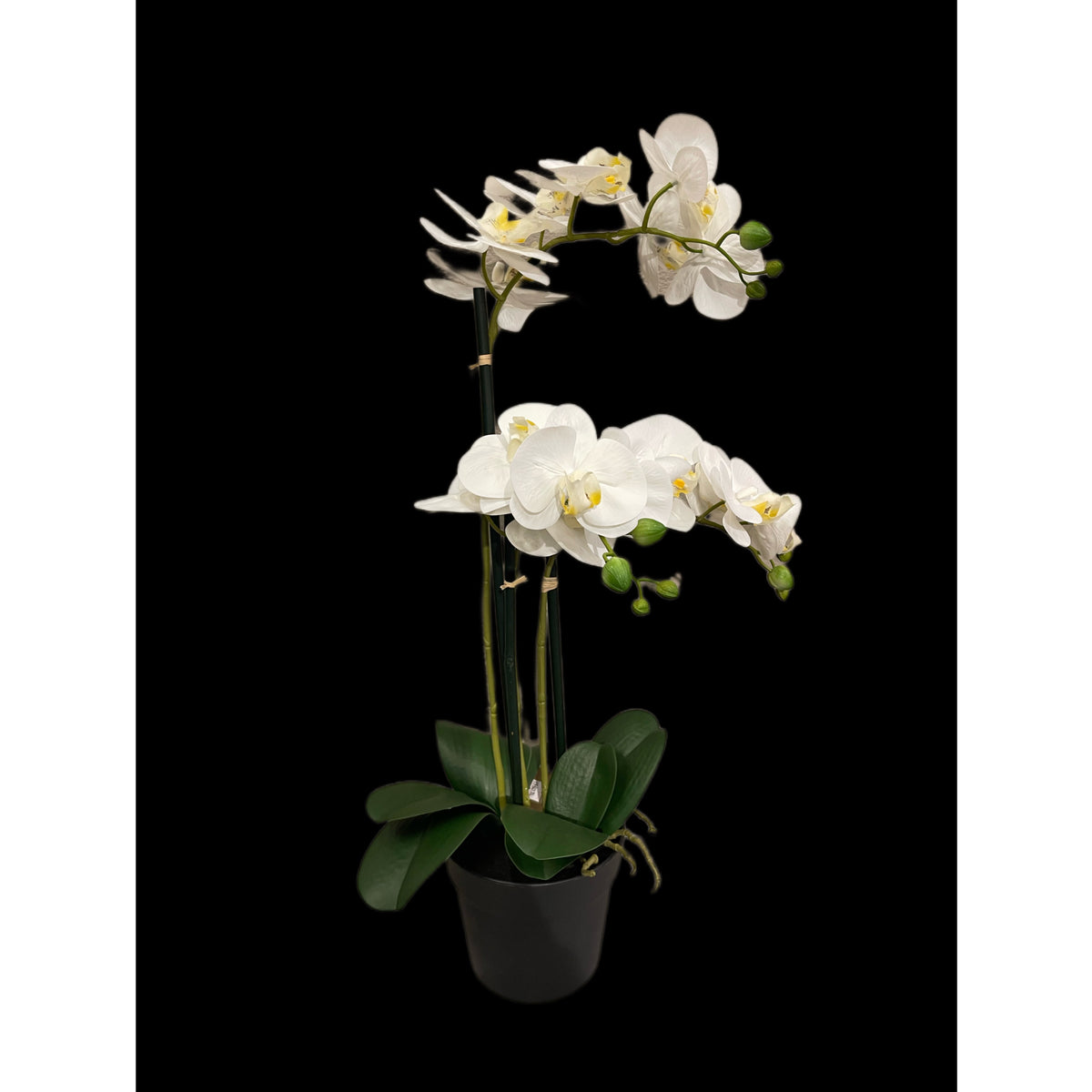Beyaz Yapay Orkide