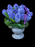 Purple love